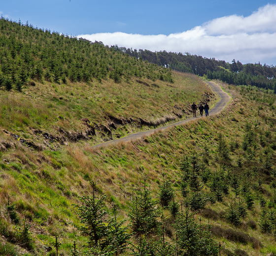 Hilly landscape with a winding dirt path through grassy slopes and scattered evergreen trees; three hikers walk along the path under a blue sky with wispy clouds.