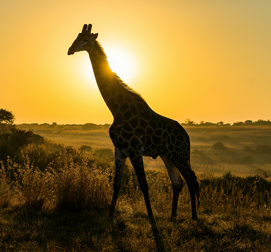 Giraffe silhouetted against a glowing sunset, standing tall in a savanna with grasses and distant trees, warm golden hues illuminating the horizon.