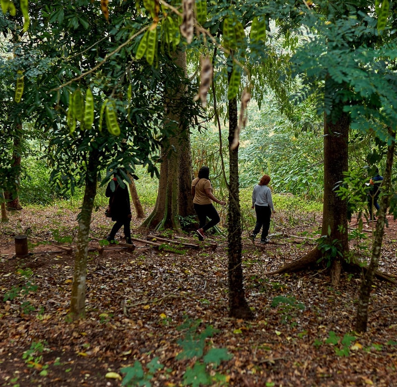 People walking through a lush green forest, several trees with vines and hanging seed pods, sunlight filtering through dense foliage, brown leaf-covered ground.