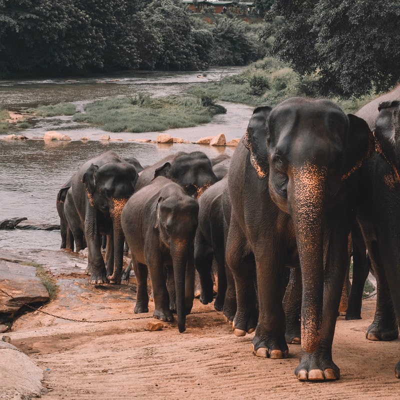 a herd of elephants stands on a riverside path, some trunks and tusks visible, with water and greenery in the background and a chain barrier near the foreground