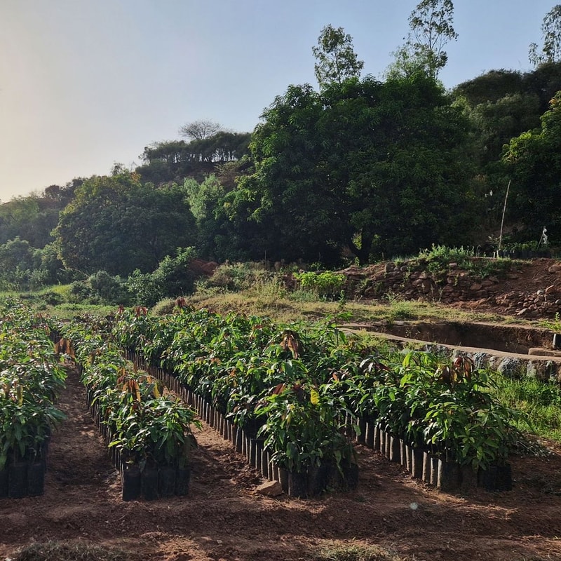 Rows of young trees in plastic bags plant nursery on a dirt field, with a hillside and dense green trees in the background under a clear sky.