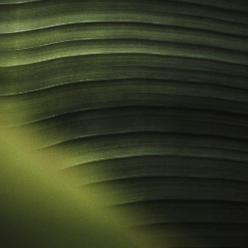Close-up of dark green layered leaf with subtle horizontal stripes and soft lighting, showing smooth textures and gentle tonal variation.