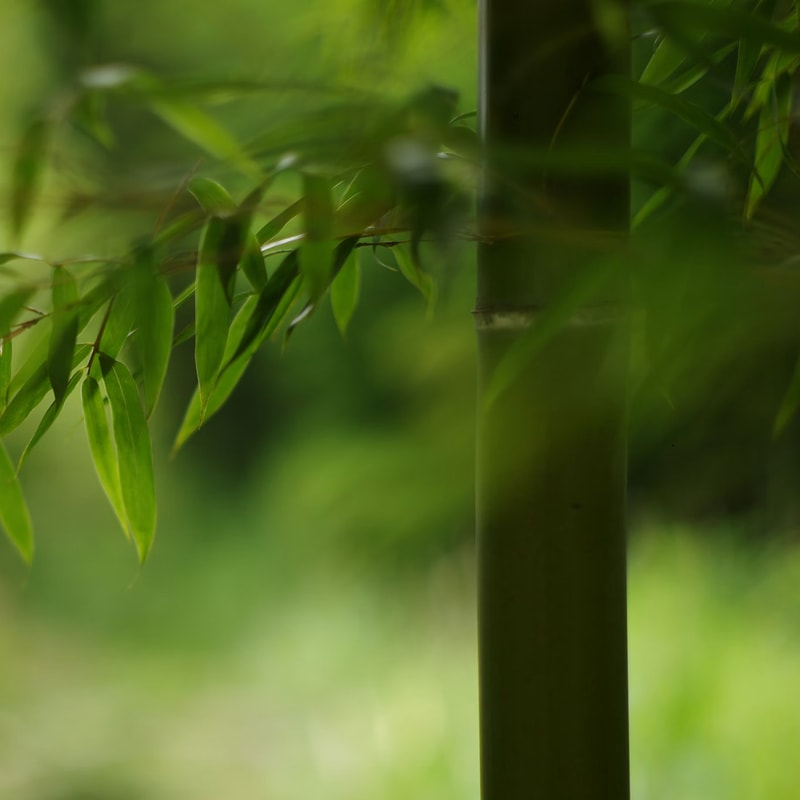 Bamboo stalk with green leaves in foreground, soft-focus background, vertical bamboo pole center-right, overall lush natural scene with diffused light.