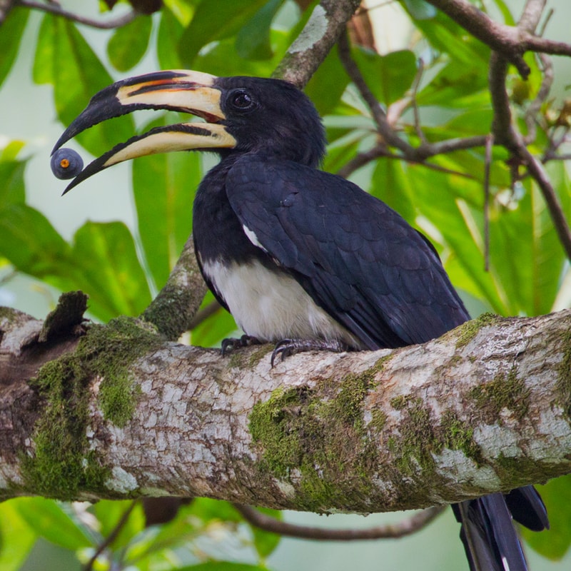 Great hornbill perched on a mossy tree branch with a large curved ivory bill, black plumage, white belly, and green leafy background.