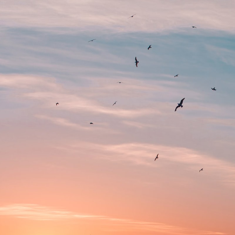 A group of silhouetted seabirds flying across a pastel sunset sky with soft pink and orange hues and wispy clouds.