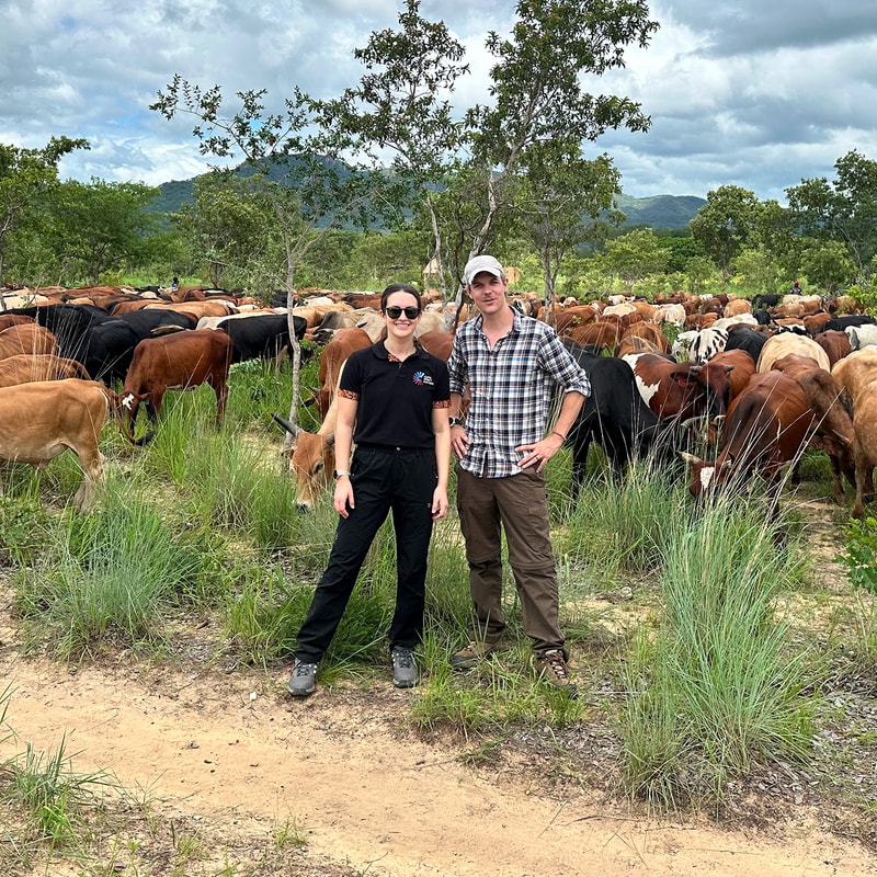 Two people stand in front of a large herd of cows grazing in a grassy field with trees and distant hills under a cloudy sky.