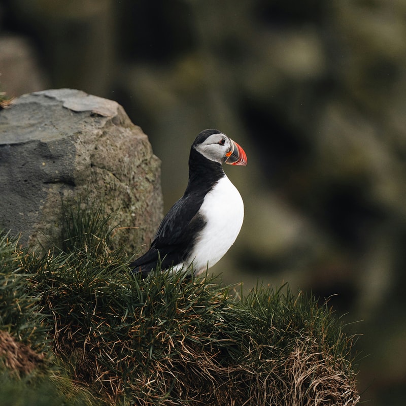 Puffin perched on grassy cliff edge beside a rock, facing right with black and white plumage and a bright orange beak.
