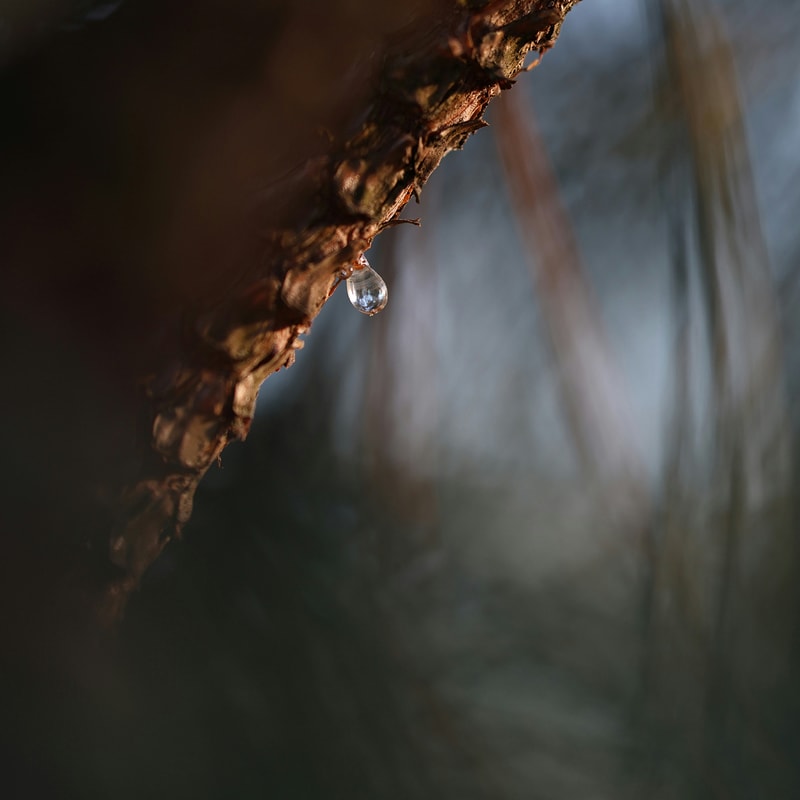 A single teardrop-shaped water droplet clings to rough bark on a tree branch, with a soft blurred background of cool tones and natural light.