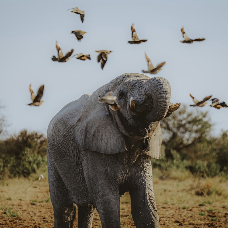 Elephant with trunk raised amid a flock of birds flying overhead in a sunlit savannah, dry grasses and bushes in the background.