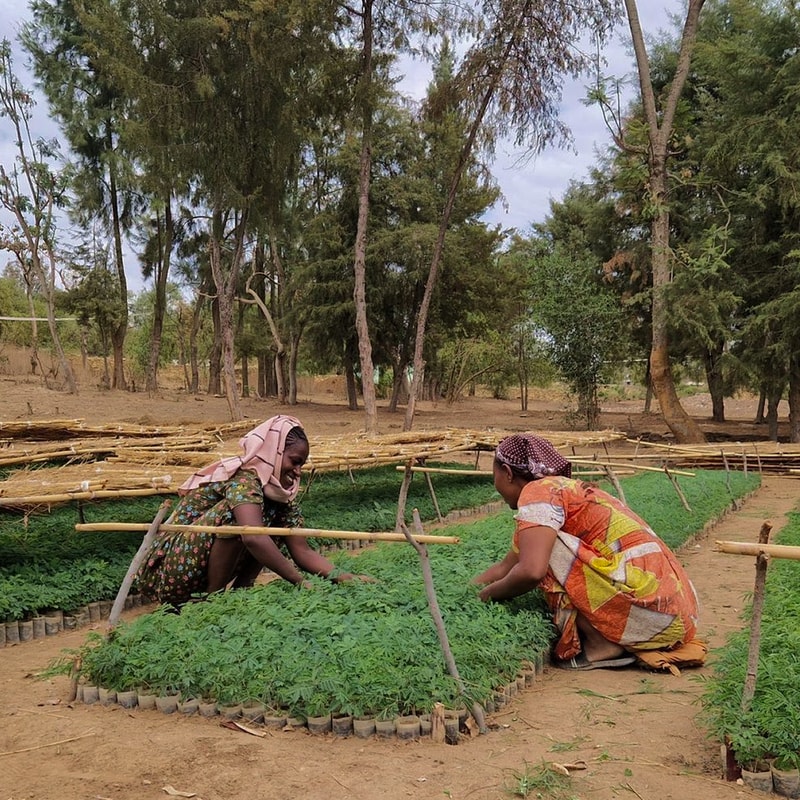 Two people kneeling and tending young plants in circular trays of seedlings outdoors, with wooden stakes and trees in the background.