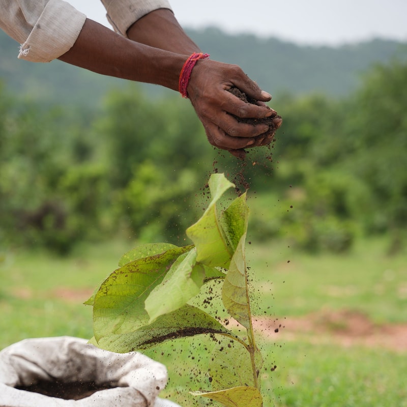 Hands releasing soil over a young sapling in a field, soil falling as the plant is being planted, with a fabric bag nearby and a blurred green background.