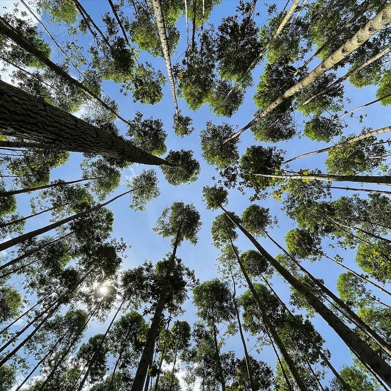 Looking up through tall, slender green trees with dense canopies against a bright blue sky, sunlight peeking through branches.