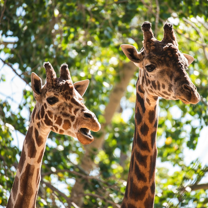 Two giraffes with long necks and distinctive brown patches stand close together against a leafy green backdrop, one with its mouth slightly open.