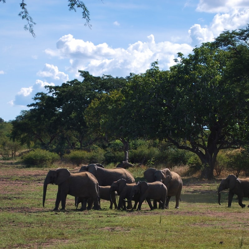 A herd of elephants including adults and calves feeding on a grassy plain near a line of green trees under a bright blue sky with scattered white clouds.