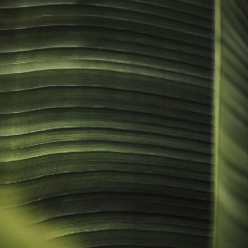 Close-up of a large green banana leaf showing horizontal ridges and subtle color gradient from light to dark green with a pale vein along the right edge