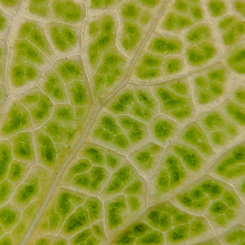 Close-up of a leaf showing a network of pale veins and irregular green patches between them on a light tan surface.