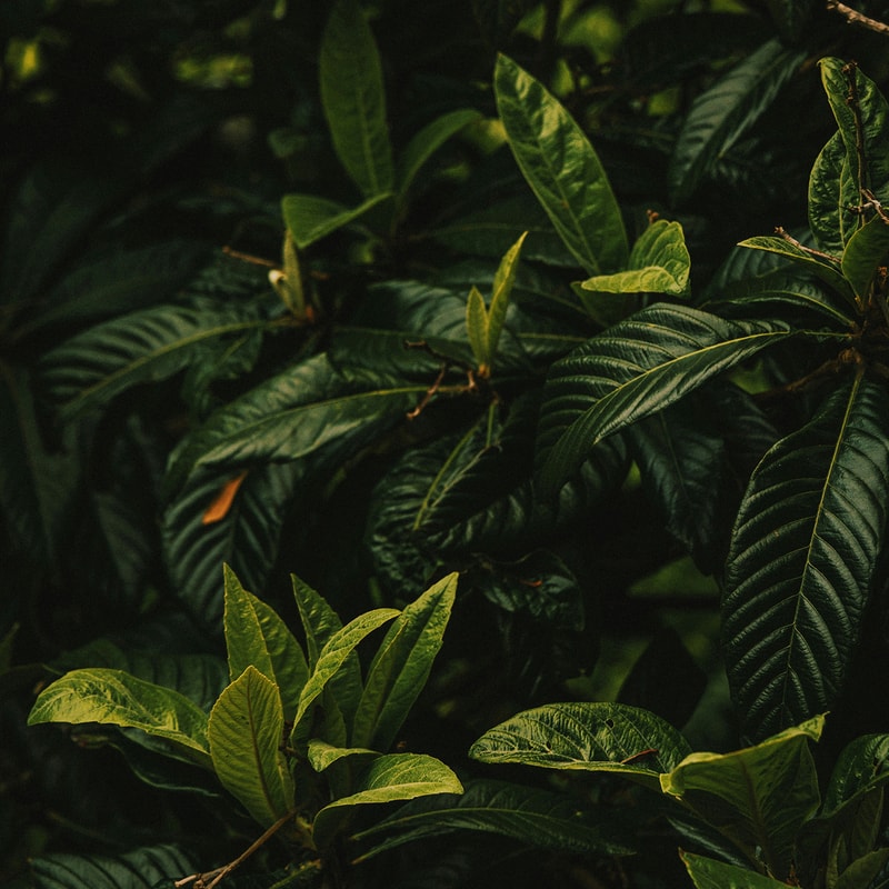 Dense, glossy green leaves with prominent veins fill the frame, creating a lush, shadowy close-up of a leafy shrub or bush.