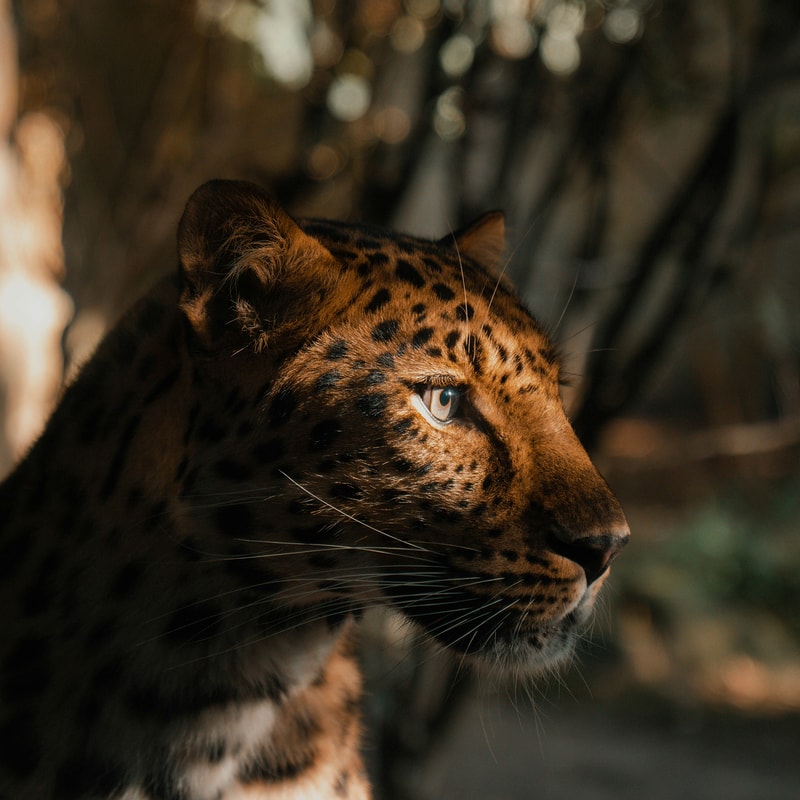 Close-up side profile of a leopard with amber fur and dark spots, blue eye visible, set against a shadowy, dappled background with soft bokeh.