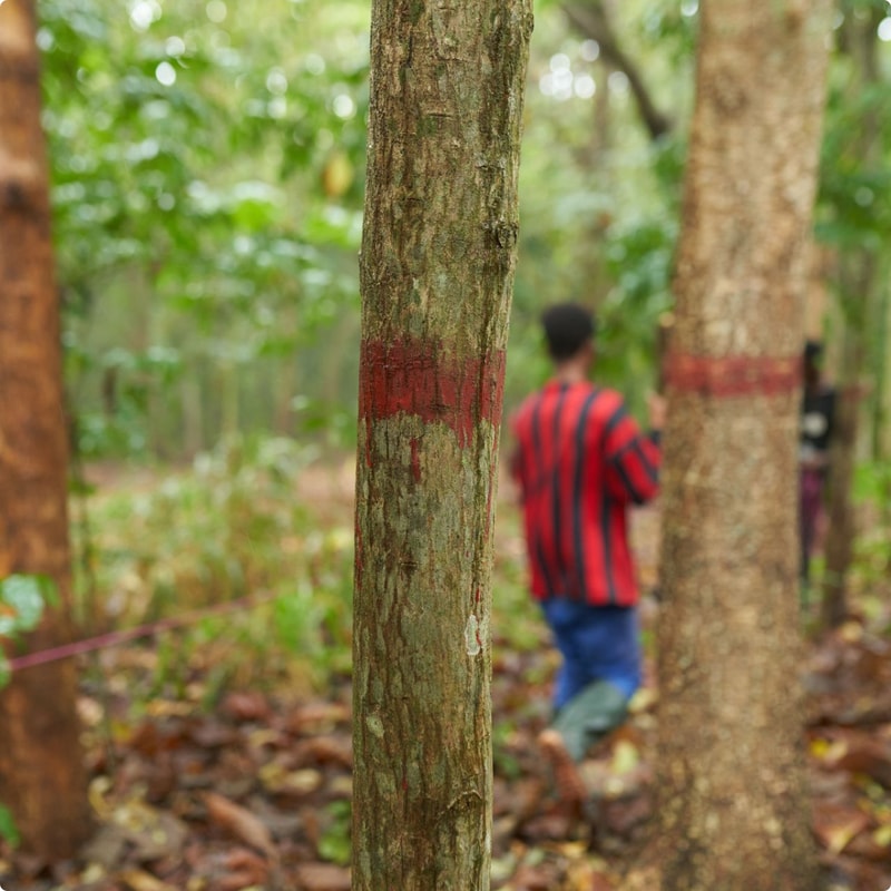 A forest scene with a tree trunk in the foreground marked by a red painted band; blurred figures in a striped shirt and others in the background.