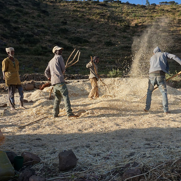 A group of five people work in a straw-covered field on a sunny hillside, swinging tools and tossing dust into the air as they engage in agricultural labor.