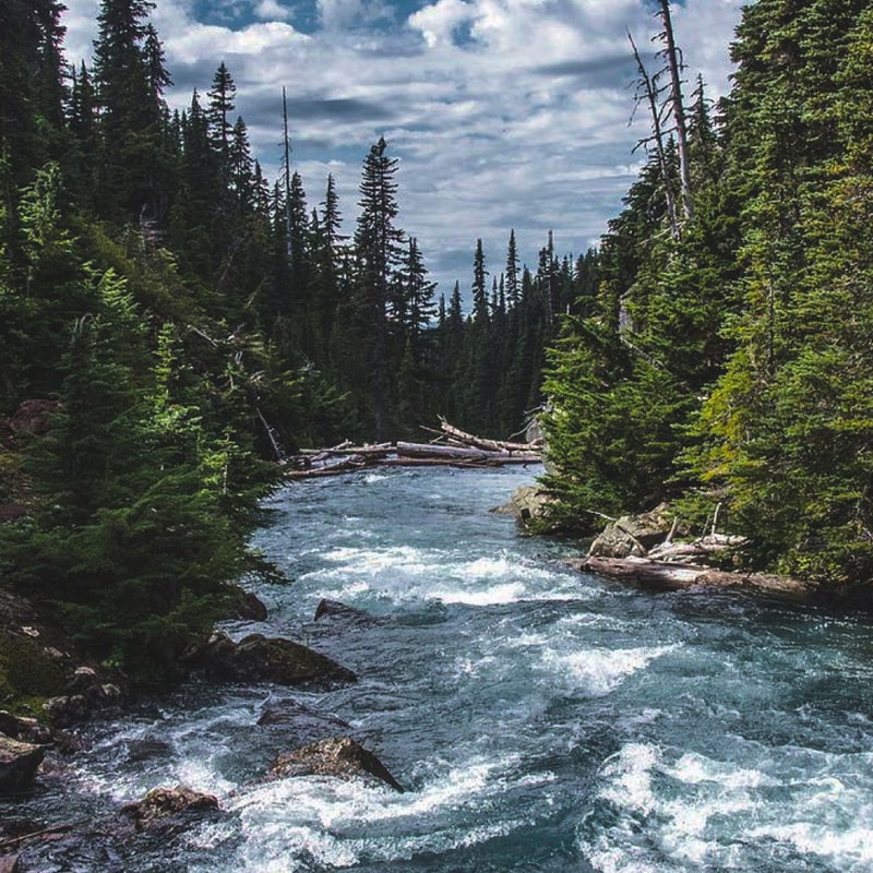 Rushing alpine river winds through a dense evergreen forest with tall pines, fallen logs across the water, and rugged rocks along the riverbank under a cloudy sky.