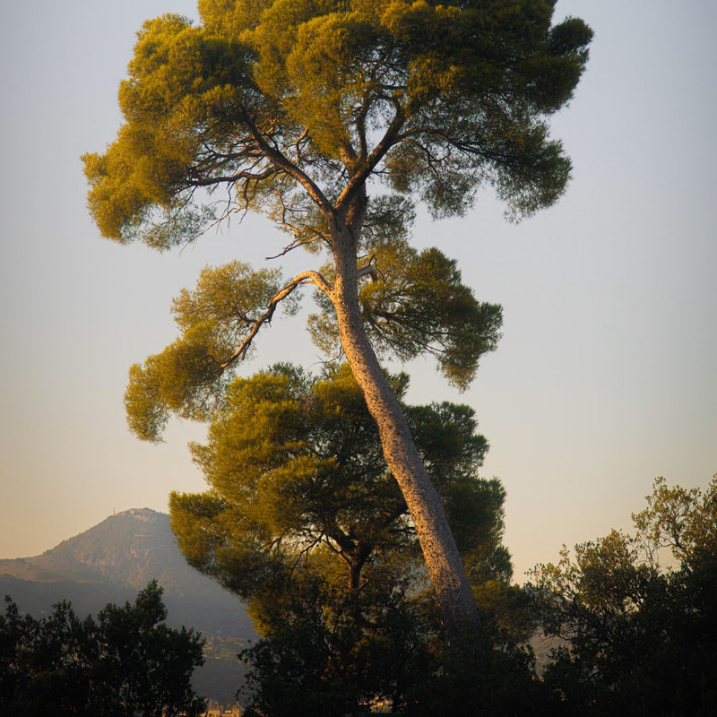 Tall leaning pine tree with expansive, sunlit green canopies against a clear sky, mountain range and distant shrubbery in the background.