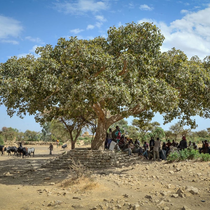 People gathered under a large spreading tree with a stone seating area, in a dry open landscape with goats nearby and a bright blue sky.