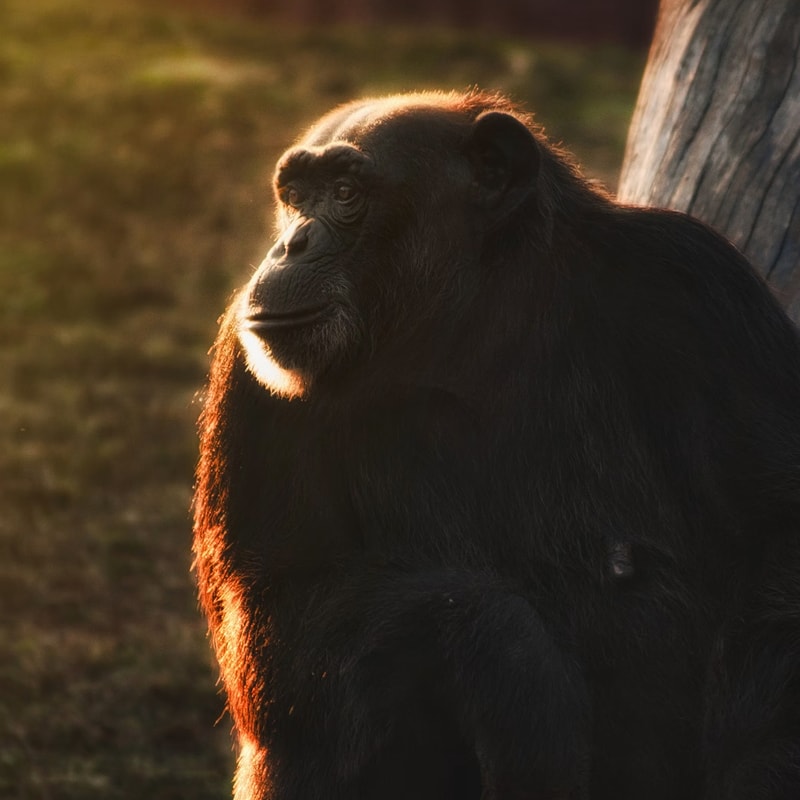 A dark furred chimpanzee sits in golden backlight, gazing upward with a calm expression, near a wooden structure in a grassy area.