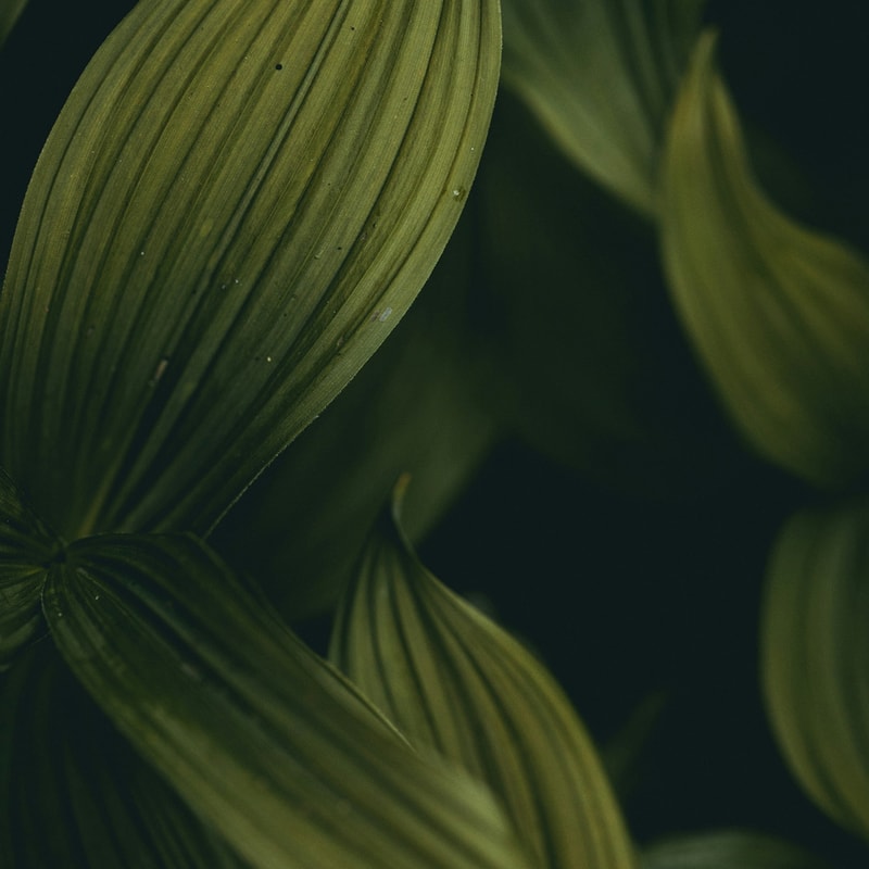 Close-up of dark green lily or hosta leaves with prominent parallel veins, soft focus edges, and a moody shadowed background.