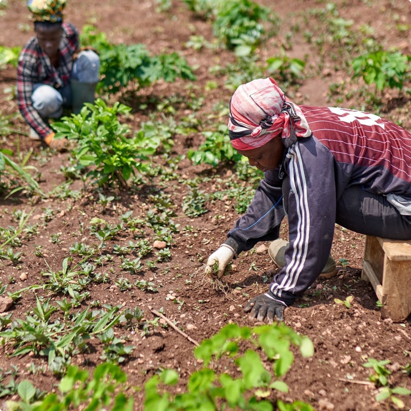 Two people farming in a field; one person in the foreground bends down weeding soil with gloves and a head wrap, while another worker tends plants in the background.