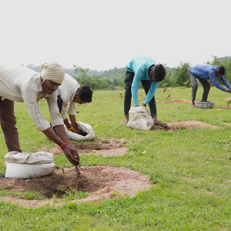 Several people in a field plant young saplings, kneeling and placing saplings into dug soil with bags of soil nearby, greenery and hills in the background.