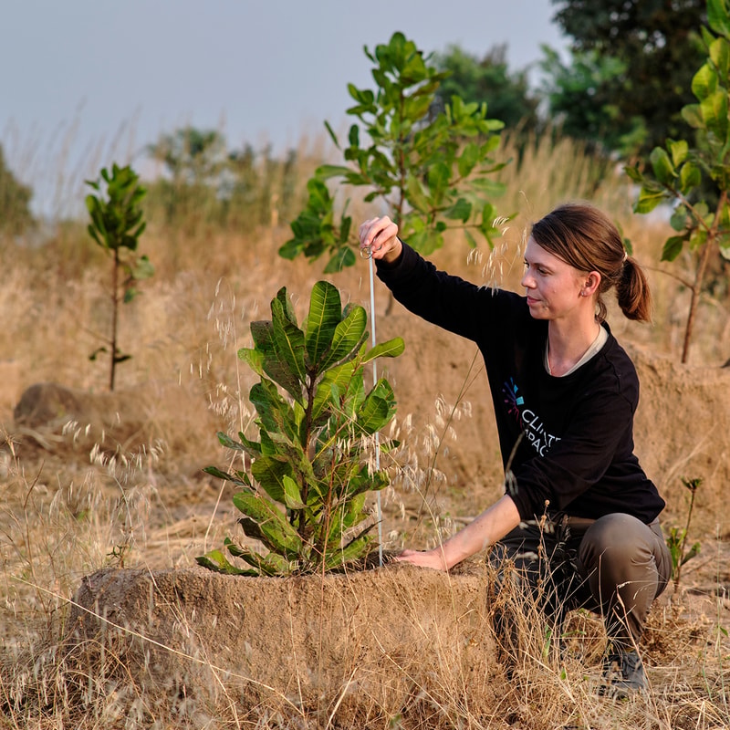 woman kneeling in dry field tends a small leafy shrub, holding a string tied to a ring above plant with muddy soil and tall grasses in the background
