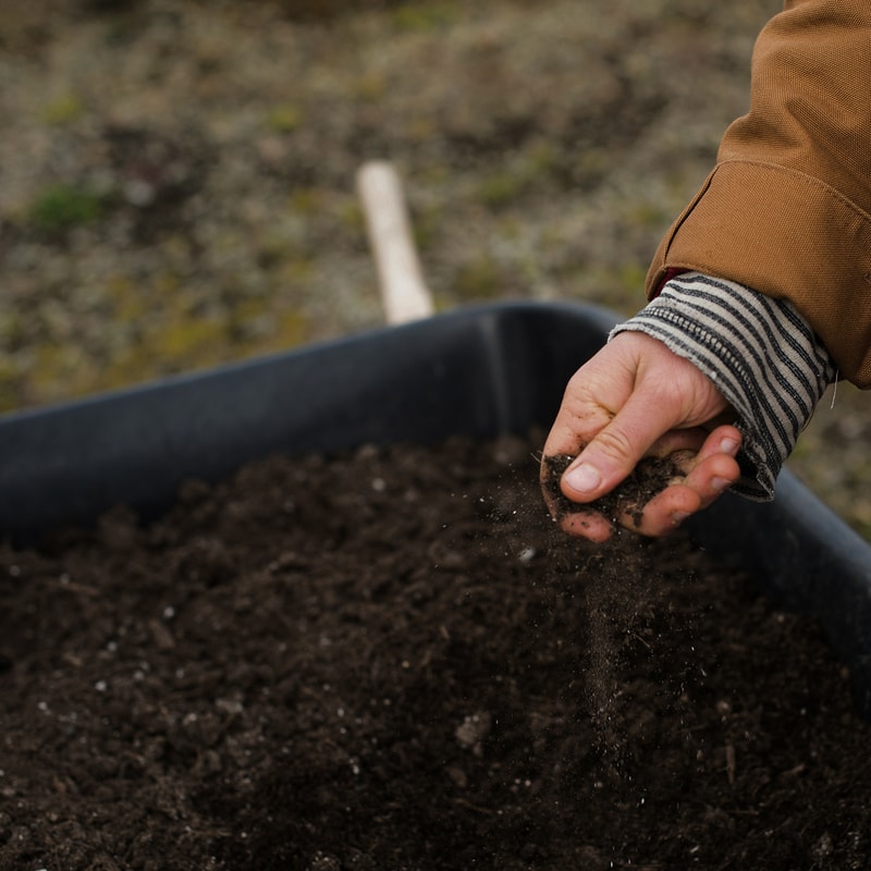 Hand scattering rich soil into a wheelbarrow, close-up of dirt falling through fingers, wearing striped sleeve and brown jacket in outdoor gardening scene.