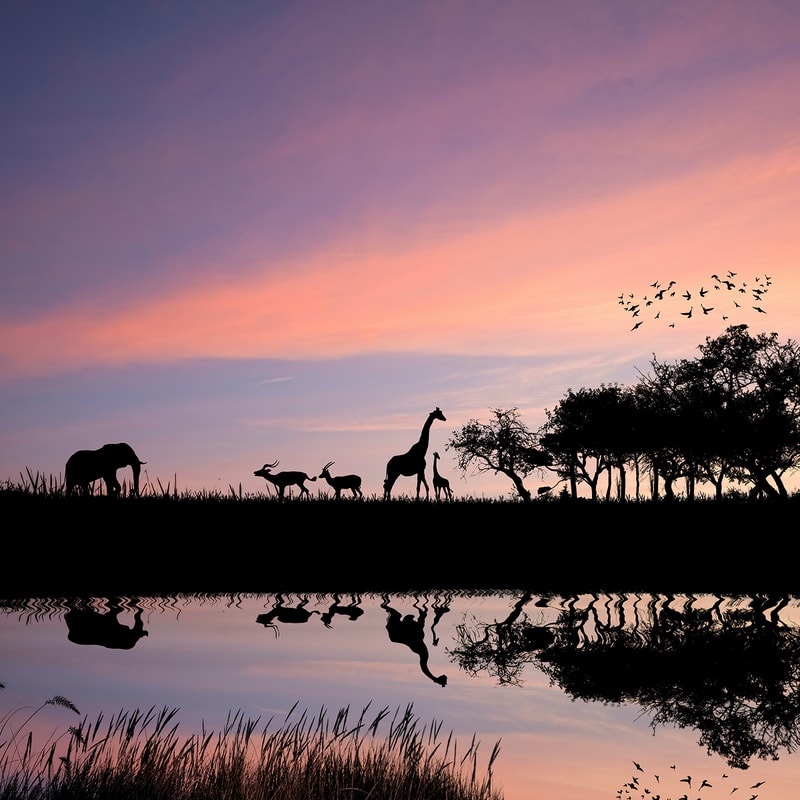 Silhouetted animals including elephants and giraffes along a grassy horizon at sunset, with trees, a flock in the sky, and a reflective water foreground.