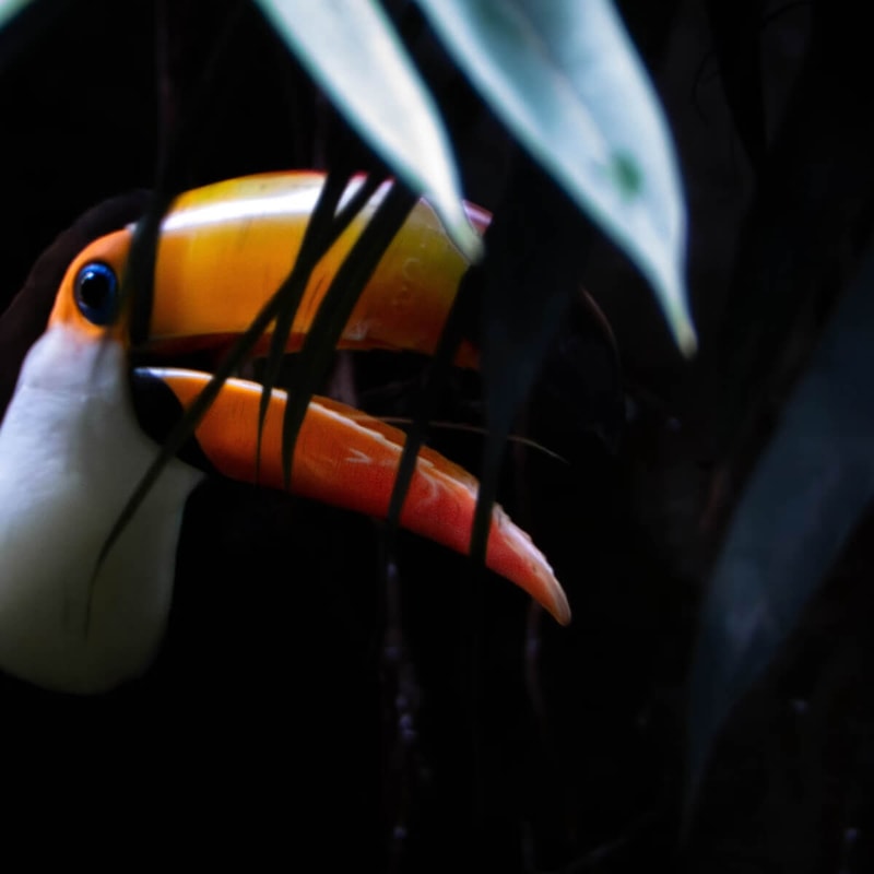 Colorful toucan beak close-up partially obscured by dark foliage, bright orange and yellow bill with blue eye, white facial area, glossy feathers, moody lighting.