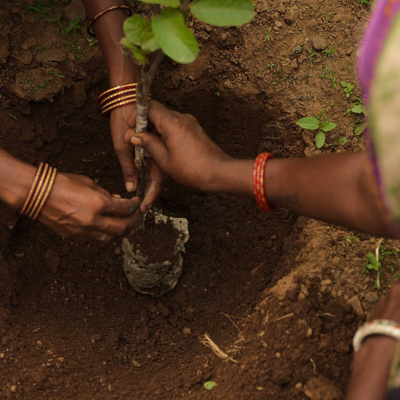 Three hands with colorful bangles plant or support a small tree sapling into freshly tilled soil, gripping the stem as soil is packed around the root.