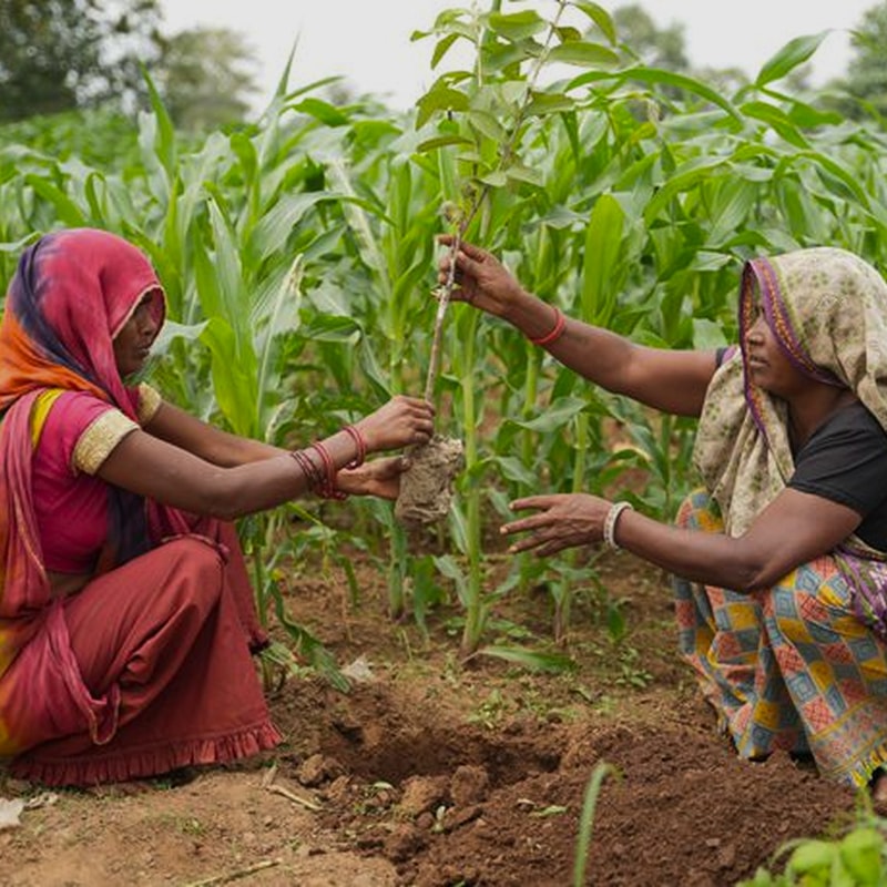 Two women in colorful traditional clothing plant a young tree sapling together in a field, one holding the root ball while the other steadies the stem.