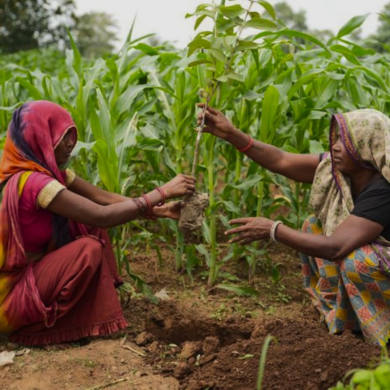 Two women in traditional attire work together in a cornfield, handing over a small plant with roots, kneeling and reaching toward the soil among green stalks.