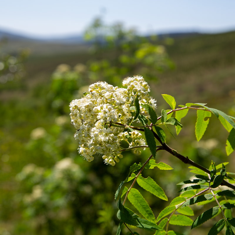 Cluster of small white flowers forming a rounded inflorescence on a leafy branch, with bright green serrated leaves and a sunlit, blurred hillside background.