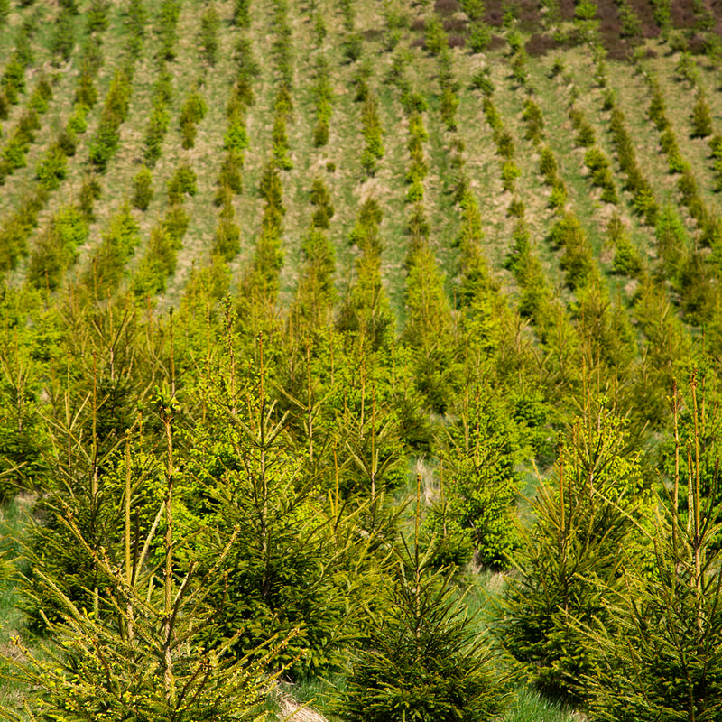 dense field of evenly spaced evergreen trees, forming neat rows on a sloped hillside with bright green foliage and sunlit ground cover