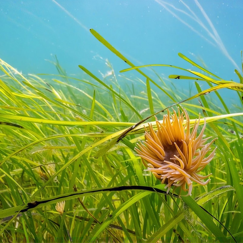 Underwater scene with bright green seagrass swaying in clear blue water; a pale pink-orange sea anemone with numerous curled tentacles is centered on the right.