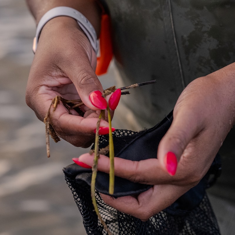 Close-up of hands holding a small plant cutting with two pink buds, roots and soil scraps, while placing them onto a black fabric piece; nails painted bright pink.