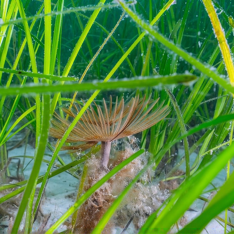 A brown mushroom with a delicate fan-shaped cap and gills, growing among tall green blades of grass with frost or dew on the ground.