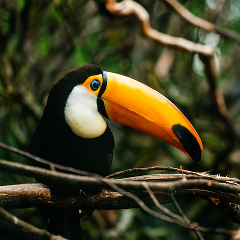 Close-up of a hornbill perched on a branch, showcasing its large bright orange beak with a black tip, black plumage, white cheek patch, and a blurred green forest background.
