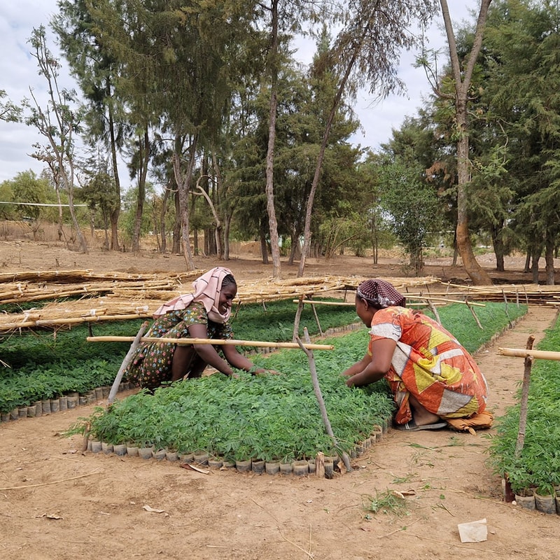 Two women in colorful dresses crouch and work among circular raised beds of green leafy plants in a rural garden, with wooden stakes and trees in the background.