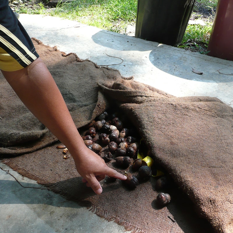 A hand points toward scattered dark brown nuts or seeds spilling from a frayed brown burlap sack onto a concrete surface outdoors, with green grass nearby.