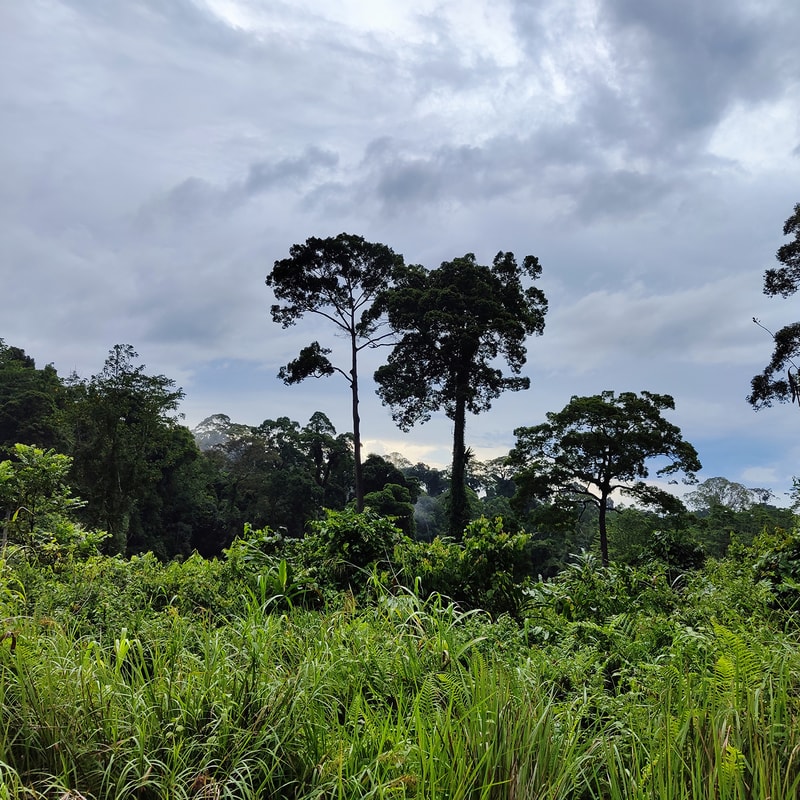 Lush tropical landscape with tall, slender trees rising above dense green undergrowth, a cloudy sky overhead and distant forested hills fading into the horizon.