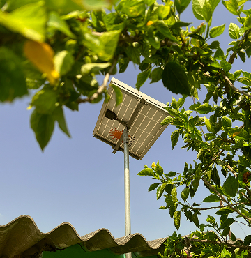 Solar-powered street light mounted on a tall pole, viewed through green leafy branches against a clear blue sky.