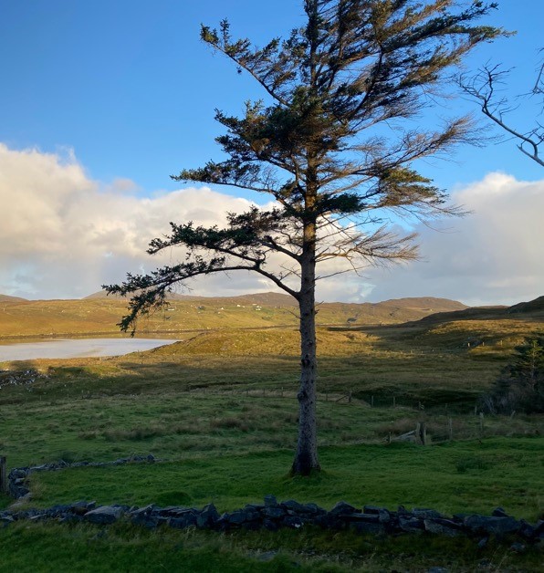 A lone windswept tree stands in a grassy field with a stone fence, rolling hills, a small lake in the distance, and a bright blue sky with scattered clouds.