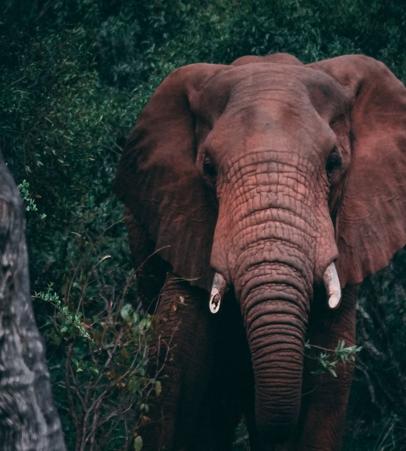 Elephant facing forward in a dense green habitat, large wrinkled trunk, tusks visible on both sides, ears partially spread, earthy reddish-brown skin.